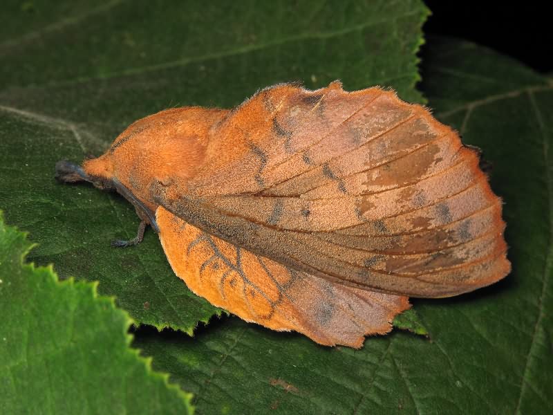 Gastropacha quercifolia (Linnaeus, 1758)